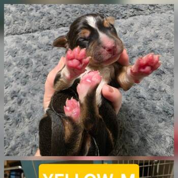 Josh Allen -  Bluetick Coonhound and Pit Bull Terrier Dog for Adoption in Chesapeake, Virginia - Josh Allen | PetCurious