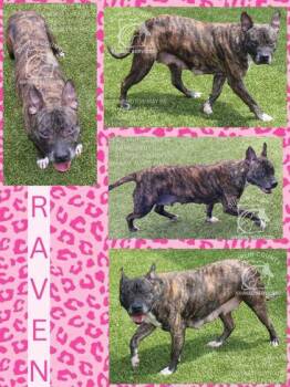 Mixed Breed Dogs Available for Adoption in Kenansville, North Carolina - RAVEN | PetCurious