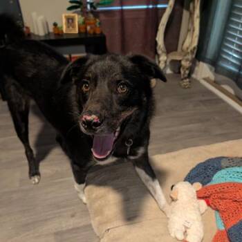 Apollo -  Australian Shepherd and Mixed Breed Dog for Adoption in Atlanta, Georgia - Apollo | PetCurious