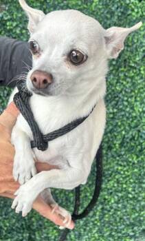 Chihuahua and Mixed Breed Dogs Available for Adoption - 60783286 | PetCurious