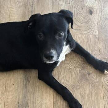 Leena -  Mixed Breed Dog for Adoption - Leena | PetCurious