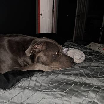 Slate -  Pit Bull Terrier Dog for Adoption in Brewton, Alabama - Slate | PetCurious