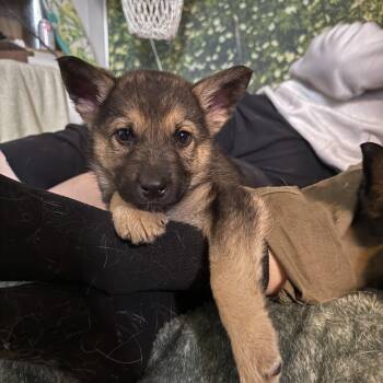 Mixed Breed Dogs Available for Adoption - Lily | PetCurious