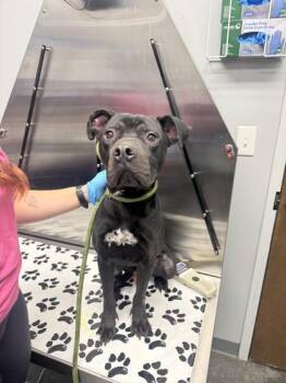 04659B Onyx -  American Staffordshire Terrier and Mixed Breed Dog for Adoption in North Charleston, South Carolina - 04659B Onyx | PetCurious