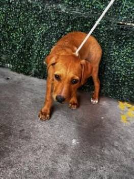 61296733 -  Mixed Breed Dog for Adoption in El Paso, Texas - 61296733 | PetCurious
