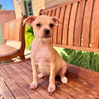 Whitney -  Chihuahua Dog for Adoption in Agoura Hills, California - Whitney | PetCurious