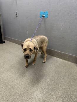 LUCY DEVITO -  Pit Bull Terrier and Mixed Breed Dog for Adoption in Las Vegas, Nevada - LUCY DEVITO | PetCurious