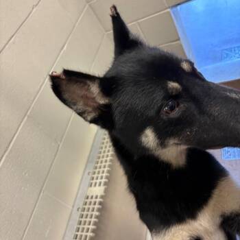patches -  Shepherd Dog for Adoption in Hinesville, Georgia - Patches | PetCurious