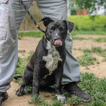 Notorious D.O.G -  Australian Cattle Dog Blue Heeler and Terrier Dog for Adoption in Pawling, New York - Notorious D.O.G | PetCurious