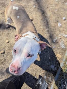 Mixed Breed Dogs Available for Adoption - Mamba | PetCurious