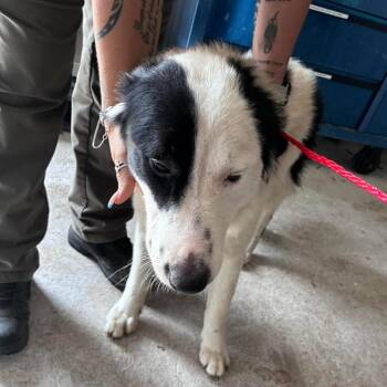 PIGLET 26-06-022 -  Border Collie and Mixed Breed Dog Available for Adoption in Bastrop, Texas - PIGLET 26-06-022 | PetCurious