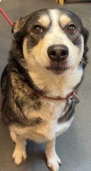 Husky Dogs Available for Adoption - AURORA | PetCurious