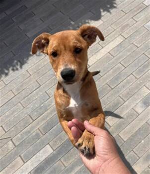 SAM -  Labrador Retriever and Mixed Breed Dog for Adoption in Long Beach, California - SAM | PetCurious