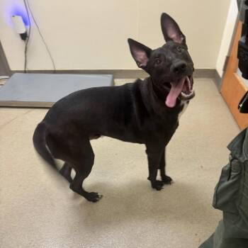 Simba -  Belgian Shepherd Malinois Dog for Adoption in Lynchburg, Virginia - Simba | PetCurious