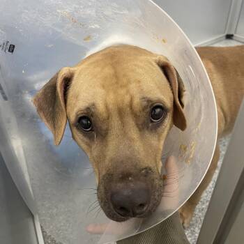 Tamale -  Mixed Breed Dog for Adoption in Mentor, Ohio - Tamale | PetCurious
