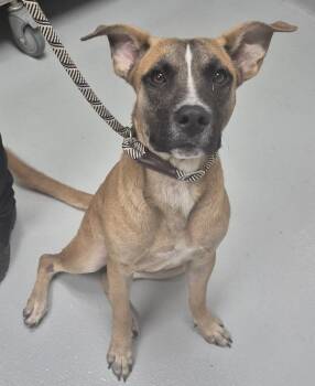 Ic-17 -  Shepherd Dog for Adoption in Lawrenceville, Georgia - Ic-17 | PetCurious