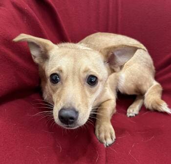 Terrier and Dachshund Dogs Available for Adoption in Lawrenceville, Georgia - Baby | PetCurious
