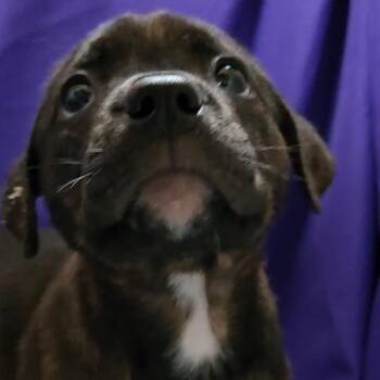 Mixed Breed Dogs Available for Adoption - Inga | PetCurious