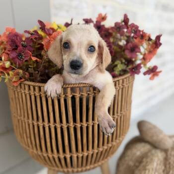 Phoebe -  Catahoula Leopard Dog and Mixed Breed Dog for Adoption in Baton Rouge, Louisiana - Phoebe | PetCurious