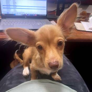 Dachshund and Chihuahua Dogs Available for Adoption in Wichita, Kansas - Peanut | PetCurious