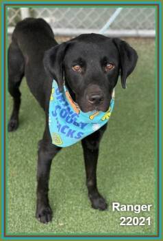RANGER -  Labrador Retriever and Hound Dog for Adoption in Marietta, Georgia - RANGER | PetCurious