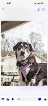 Rescue Mountain Dog and Great Pyrenees Dogs for Adoption in Wantagh, New York - Ahsoka | PetCurious