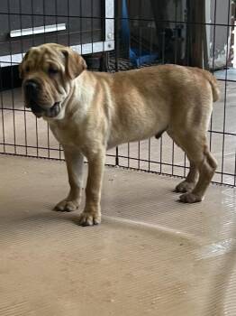 HANK (mini hippo) only 20 lbs -  Mixed Breed and Shar Pei Dog for Adoption in Elyria, Ohio - HANK (mini Hippo) Only 20 Lbs | PetCurious