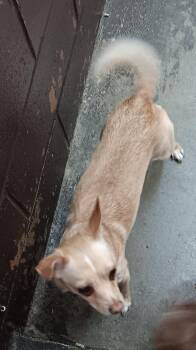 Rescue Chihuahua Dogs for Adoption in Springfield, Ohio - Indy | PetCurious