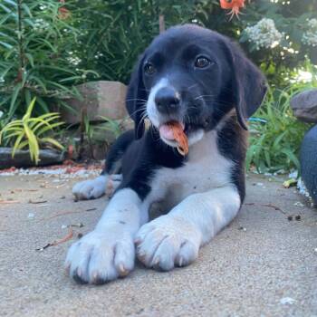 Billy -  Mixed Breed Dog for Adoption in Stilwell, Oklahoma - Billy | PetCurious