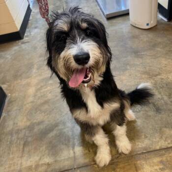Macy -  Mixed Breed and Poodle Dog for Adoption in Corinth, Mississippi - Macy | PetCurious