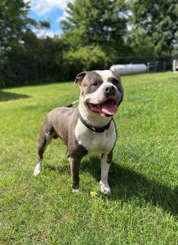 Rescue American Staffordshire Terrier and Mixed Breed Dogs for Adoption in Disputanta, Virginia - Nugget | PetCurious
