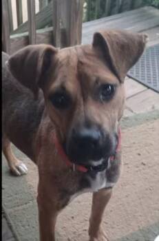 Rescue Belgian Shepherd Malinois and Boxer Dogs for Adoption in Watertown, Connecticut - Buddy | PetCurious
