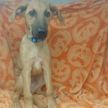 Cosette -  Shepherd Dog for Adoption in New Tazewell, Tennessee - Cosette | PetCurious