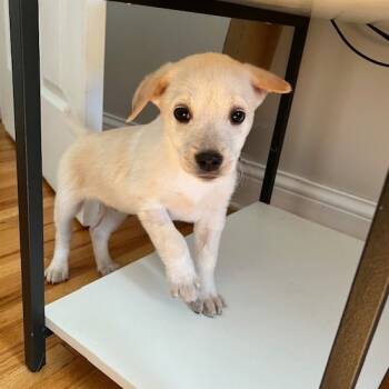 Rescue Mixed Breed Dogs for Adoption in Buffalo, Minnesota - Charm | PetCurious