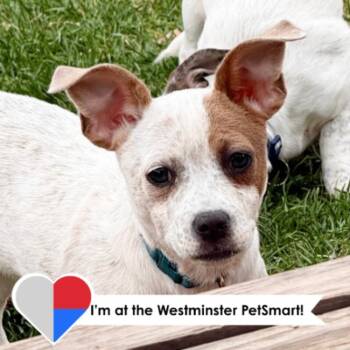 Cattle Dog and Mixed Breed Dogs Available for Adoption - Gravy | PetCurious