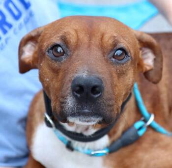 Churro (AO37284) -  Terrier Dog for Adoption in Kansas City, Kansas - Churro (AO37284) | PetCurious