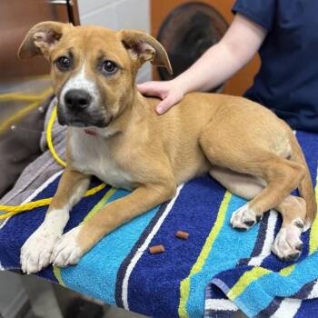 Labrador Retriever and Mixed Breed Dogs Available for Adoption - MISTY | PetCurious