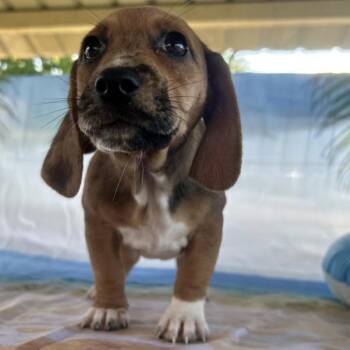 Darlin Elmore -  Basset Hound and Mixed Breed Dog for Adoption in Huntsville, Alabama - Darlin Elmore | PetCurious
