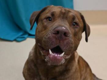 Odysseus -  Mastiff and Shar Pei Dog for Adoption in Portland, Oregon - Odysseus | PetCurious