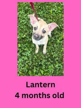 Lantern -  Terrier Dog for Adoption in Ravenna, Ohio - Lantern | PetCurious