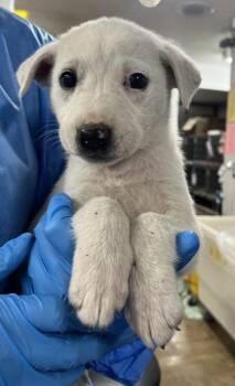 Mixed Breed Dogs Available for Adoption in Fort Worth, Texas - Bramble | PetCurious