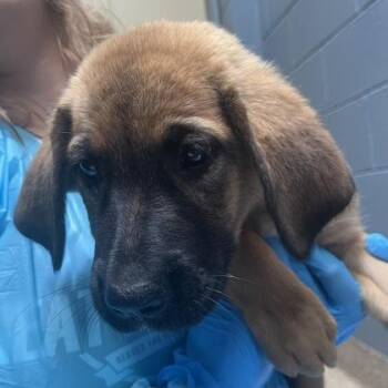 Oprah Woofrey -  Shepherd and Mixed Breed Dog for Adoption in Merriam, Kansas - Oprah Woofrey | PetCurious