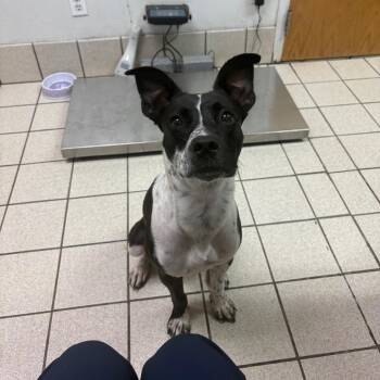 Whitley -  Mixed Breed Dog for Adoption in Charleston, West Virginia - Whitley | PetCurious