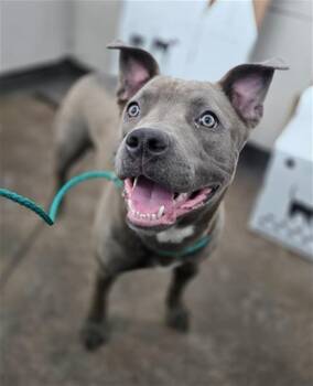 Mixed Breed Dogs Available for Adoption in Dallas, Texas - CLEMENTINE | PetCurious