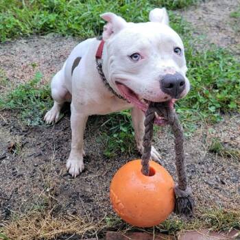 Jinkies -  Terrier and Mixed Breed Dog for Adoption in St. Louis, Missouri - Jinkies | PetCurious