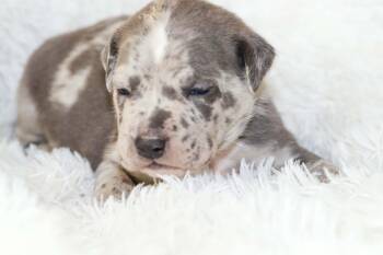 Jasper- Mama Ruby Anns gemstones -  Pit Bull Terrier Dog for Adoption in Carmel Hamlet, New York - Jasper- Mama Ruby Anns Gemstones | PetCurious