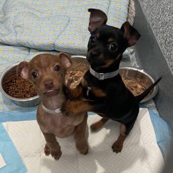 Chihuahua Dogs Available for Adoption - Valentine | PetCurious