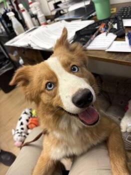 Spirit -  Australian Shepherd and Mixed Breed Dog for Adoption in Alamo Heights, Texas - Spirit | PetCurious