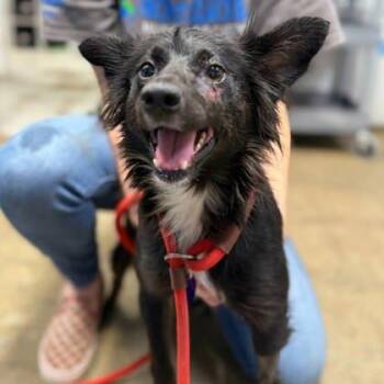 Mixed Breed Dogs Available for Adoption in Covington, Louisiana - LeftEye | PetCurious