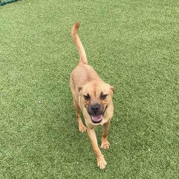 Ring 3015 -  Pug and Beagle Dog for Adoption in Loxahatchee Groves, Florida - Ring 3015 | PetCurious
